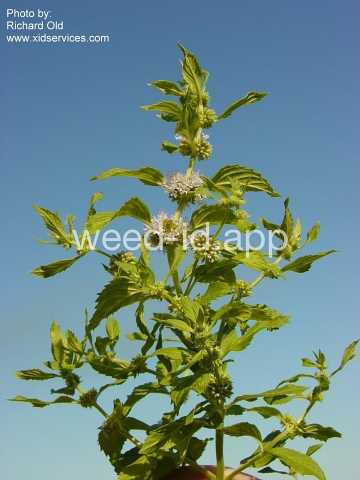 mint, field